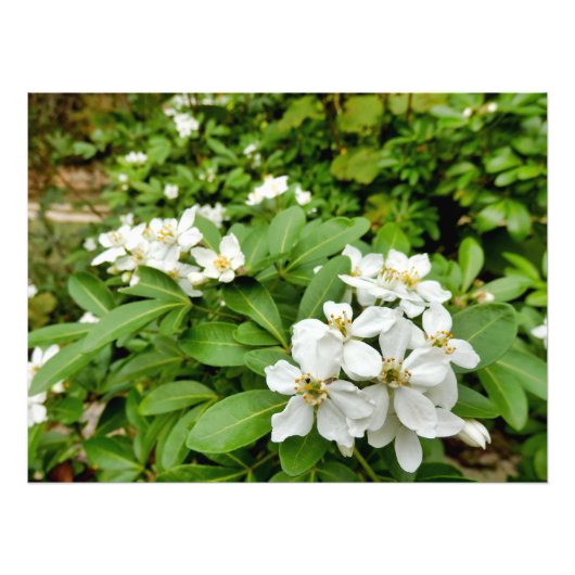 チョイシャテルナタ フォトプリント            (正面)