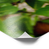 チョイシャテルナタ フォトプリント            (角)