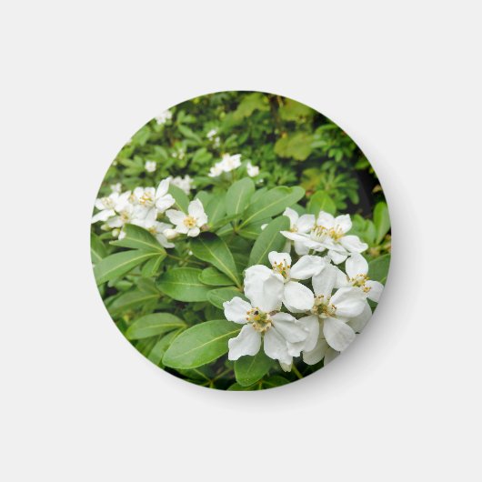 チョイシャテルナタ マグネット (正面)