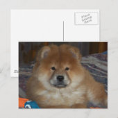 チョウの子犬 ポストカード (正面/裏面)