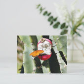 チョウウオ ポストカード (スタンド正面)