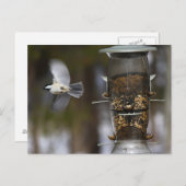 チョウカケバトが飛ぶ ポストカード (正面/裏面)