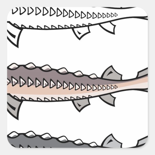 チョウザメのレアフィッシュ スクエアシール (正面)