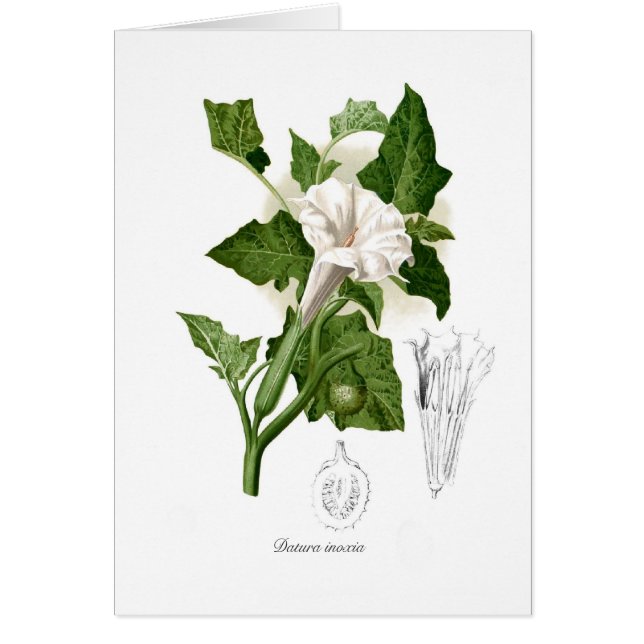 チョウセンアサガオ属のinoxia (正面)