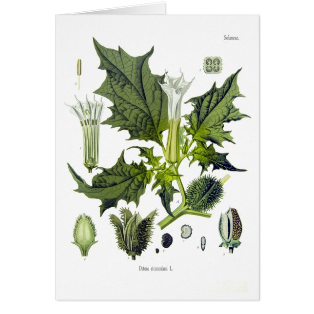 チョウセンアサガオ属のstramonium (正面)