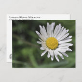 チョウセンアサガオ ポストカード (正面/裏面)