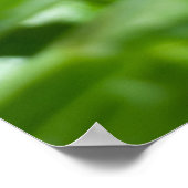 チョウチョウセンアサガオの花と葉 ポスター (角)