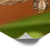 チョウチョウ ポスター (角)