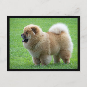 チョウ子犬あいさつ空白の文カード ポストカード