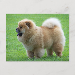 チョウ子犬あいさつ空白の文カード ポストカード