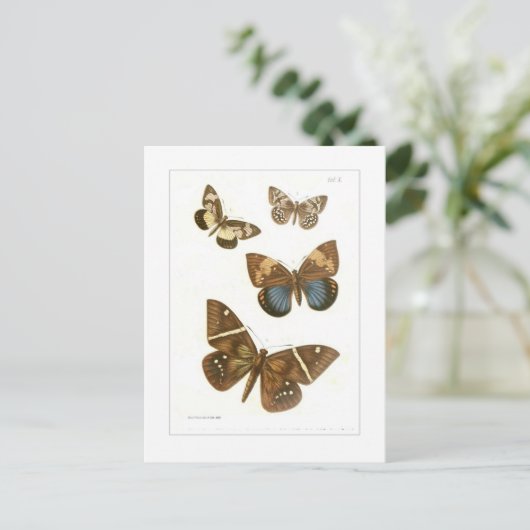 チョウ ポストカード (スタンド正面)