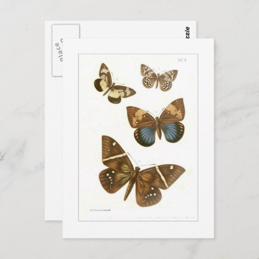 チョウ ポストカード (正面/裏面)