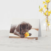 チョコラブラドールの子犬 カード (黄色い花)