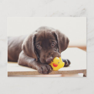 チョコラブラドールダック付き子犬 ポストカード