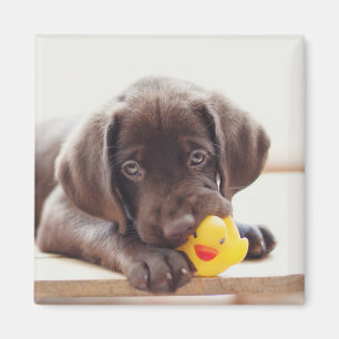 チョコラブラドールダック付き子犬 マグネット