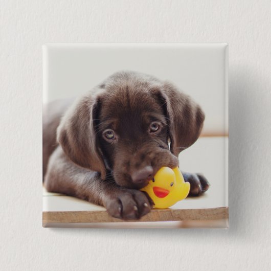 チョコラブラドールダック付き子犬 缶バッジ (正面)