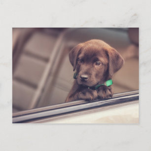チョコラブラドール子犬インカー ポストカード
