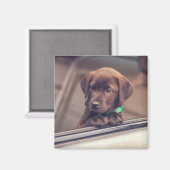 チョコラブラドール子犬インカー マグネット (正面/裏面)