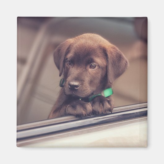 チョコラブラドール子犬インカー マグネット (正面)