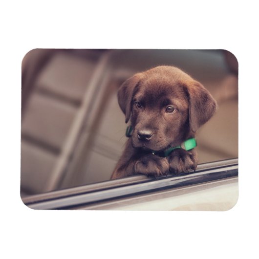 チョコラブラドール子犬インカー マグネット (横)