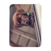 チョコラブラドール子犬インカー マグネット (縦)