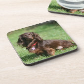 チョコレートおよびタンの長い髪のミニチュアダックスフント コースター (左側)