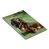 チョコレートおよびタンの長い髪のミニチュアダックスフント ノートブック (右側)