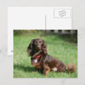 チョコレートとタン長髪ミニチュアダックスシュント ポストカード (正面/裏面)