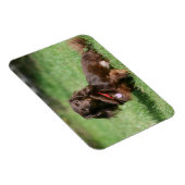 チョコレートとタン長髪ミニチュアダックスシュント マグネット (右側)