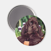 チョコレートコッカー磁石 マグネット (正面/裏面)