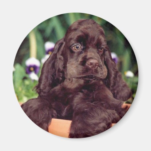 チョコレートコッカー磁石 マグネット (正面)