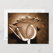 チョコレートバラ ポストカード (正面/裏面)