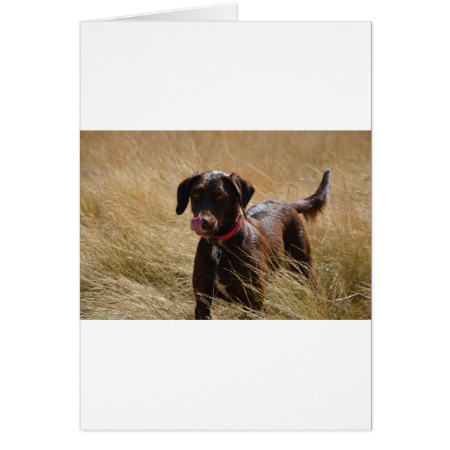 チョコレートブラウンラブラドールレトリバー (正面)