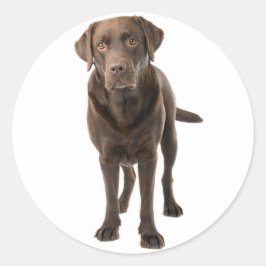チョコレートブラウンラブラドールレトリーバー子犬 ラウンドシール