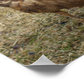 チョコレートムスコビダック ポスター (角)