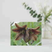 チョコレートユリ、Unalaskaの島 ポストカード (スタンド正面)