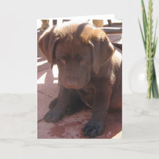チョコレートラブラドールの子犬 カード