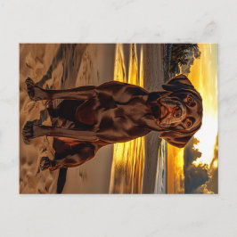 チョコレートラブラドールアットサンセット ポストカード