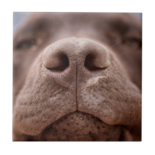 チョコレートラブラドールノーズクローズアップ タイル (正面)