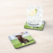 チョコレートラブラドールパピーとテニスボール コースター (右側)