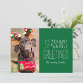 チョコレートラブラドールレトリバー犬 (スタンド正面)