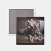 チョコレートラブラドールレトリバー マグネット (正面/裏面)