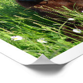 チョコレートラブラドールレトリバーin草 ポスター (角)