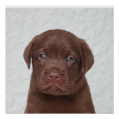 チョコレートラブラドール光沢ポスター ポスター (正面)