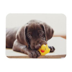 チョコレートラブラドール子犬とトイアヒル マグネット