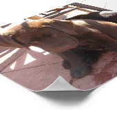 チョコレートラブラドール子犬 ポスター (角)