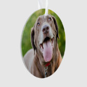 チョコレートラブラドール犬 オーナメント (正面)