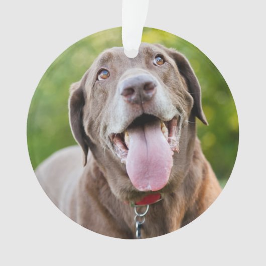 チョコレートラブラドール犬 オーナメント (正面)