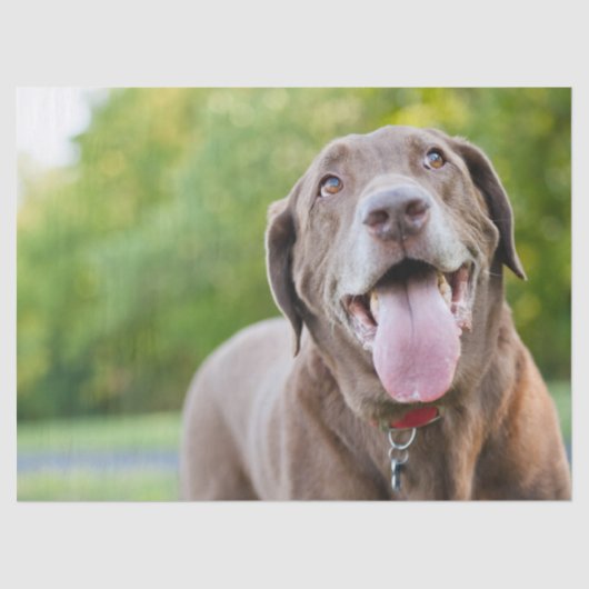 チョコレートラブラドール犬 薄葉紙 (正面)