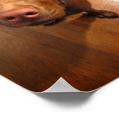 チョコレートラボピットパピー訴えるルック ポスター (角)